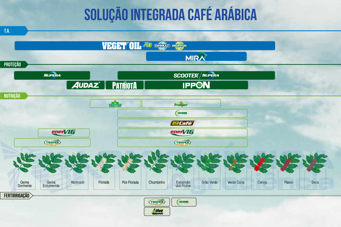 Café Arábica