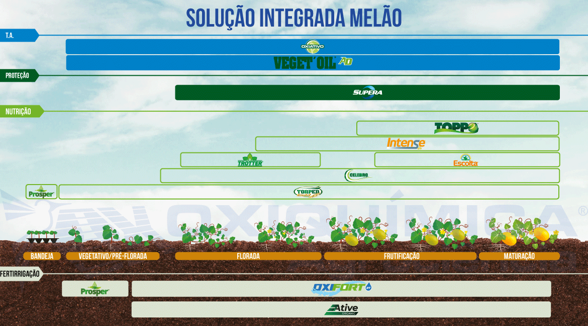 Melão